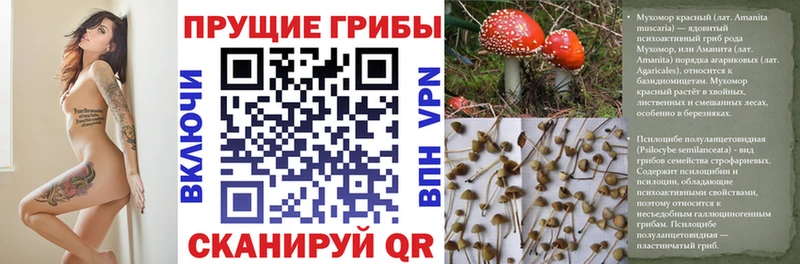 нарко площадка Telegram  ОМГ ОМГ ссылки  Псилоцибиновые грибы MAGIC MUSHROOMS  Новошахтинск  купить  
